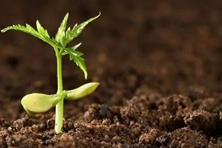 土壤水分測定儀用技術指導農(nóng)業(yè)節(jié)水灌溉